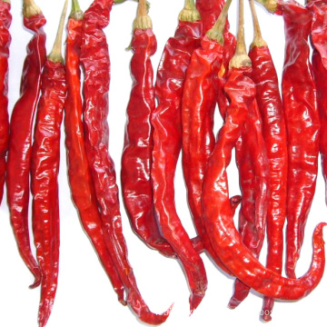 Export New Crop Gemüse Eine Klasse Hot Chilli